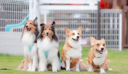 犬の皮膚病の種類｜かかりやすい原因や治療方法、予防法もあわせて解説