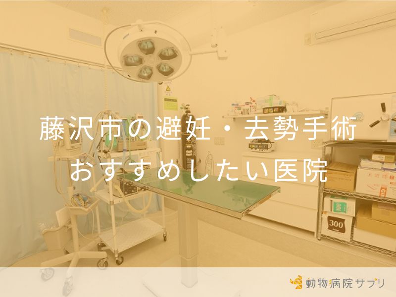 藤沢市の避妊・去勢手術 おすすめしたい医院