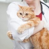 犬や猫が動物病院を怖がる理由は？ストレスを軽減する方法や予防・対策を解説