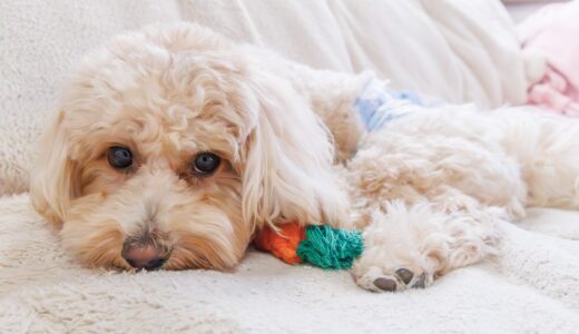 犬のぎっくり腰とは？椎間板ヘルニアとの違いや症状、原因と対処法について解説