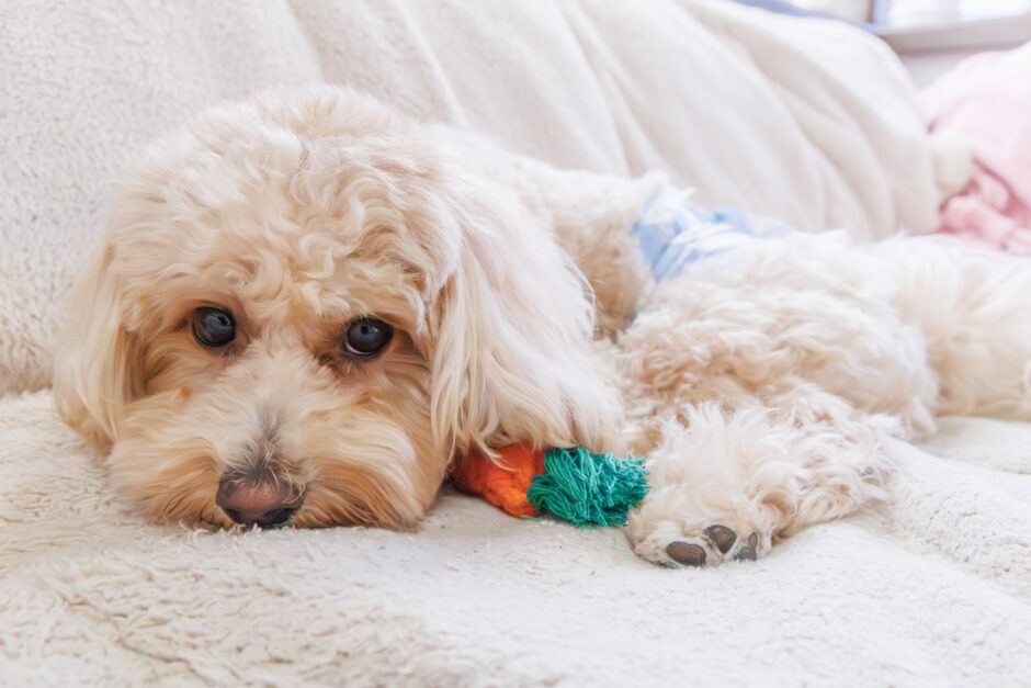 犬のぎっくり腰とは？椎間板ヘルニアとの違いや症状、原因と対処法について解説