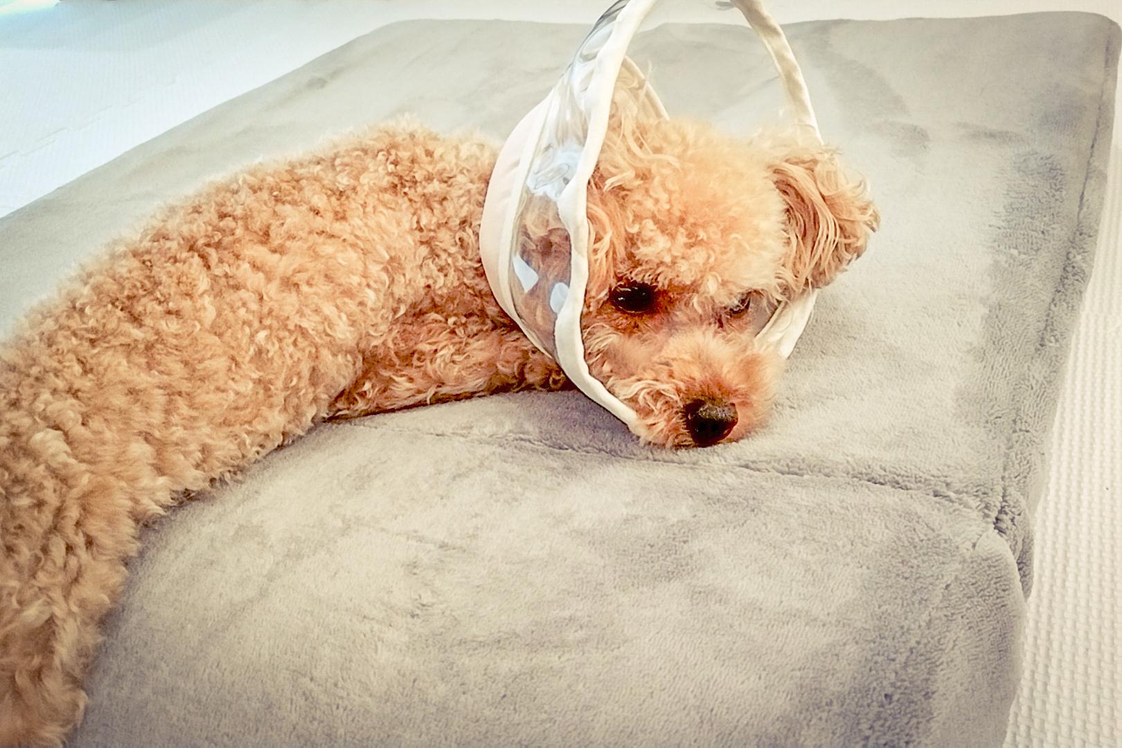 犬のぎっくり腰の症状