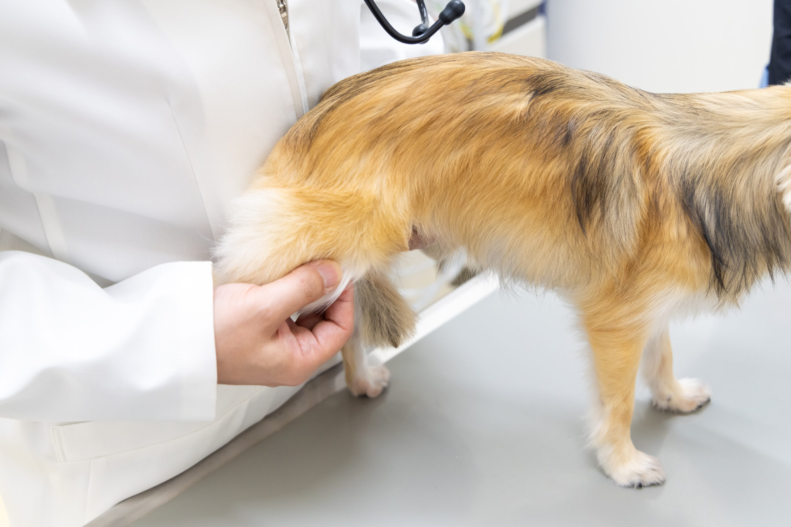 まつい犬猫病院photo