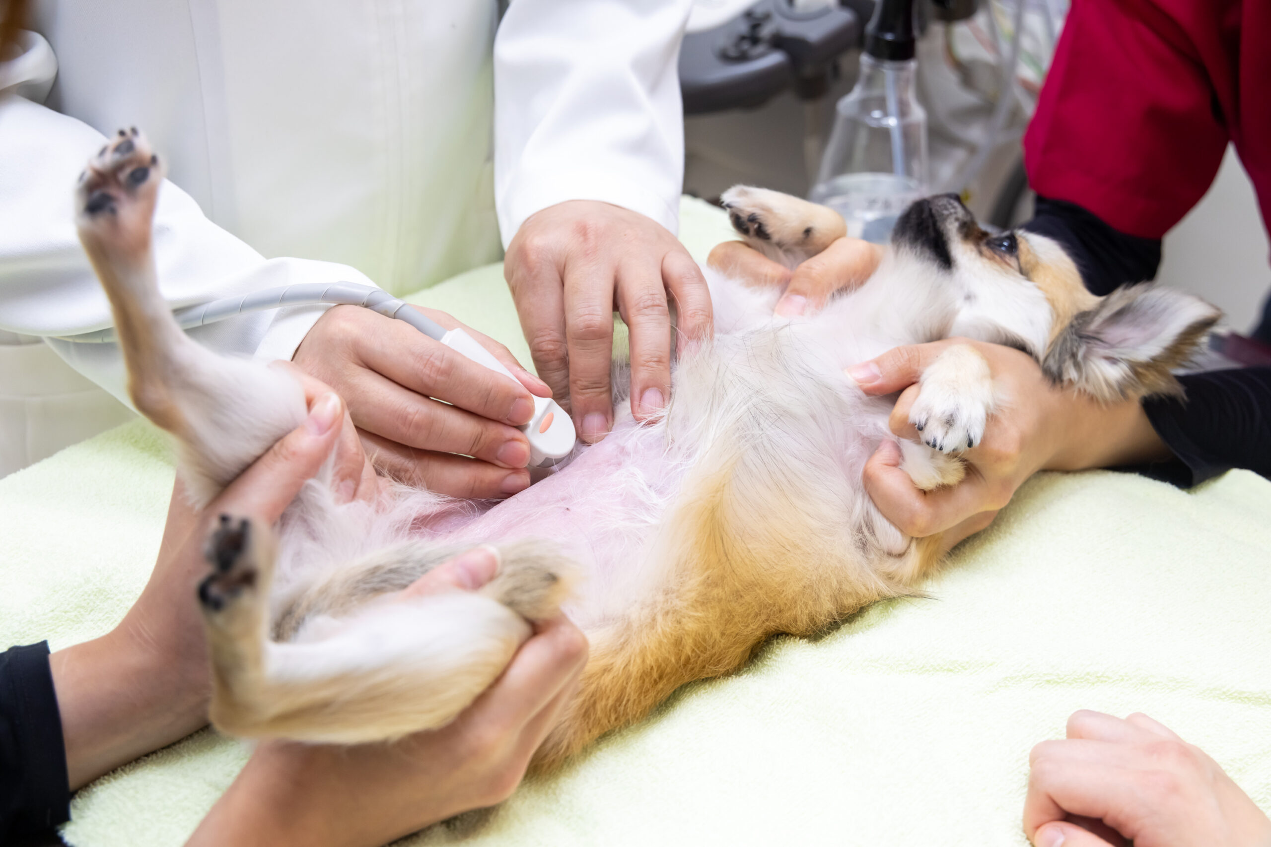 まつい犬猫病院photo
