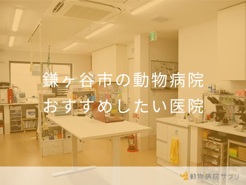 鎌ヶ谷市の動物病院おすすめしたい医院