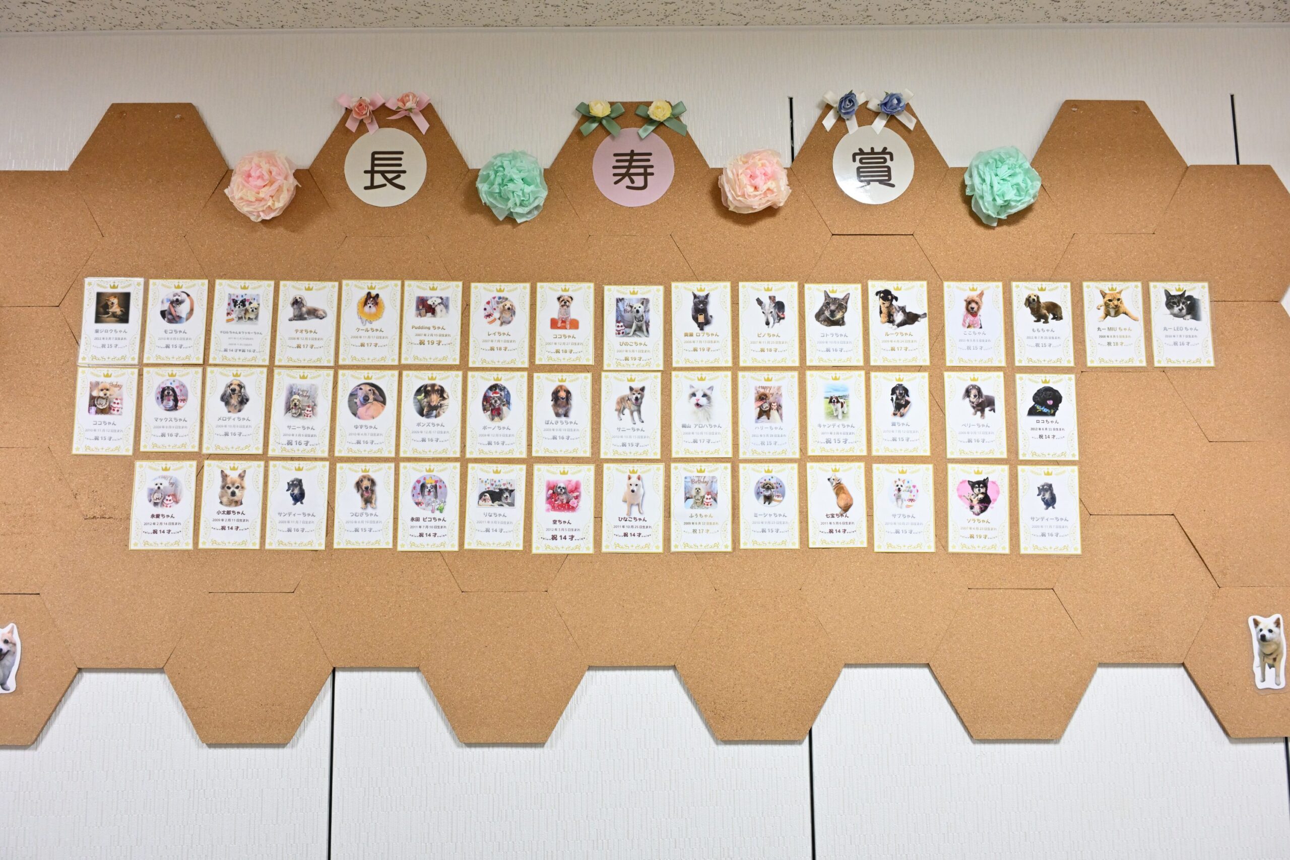 苅谷動物病院グループ 江東総合病院