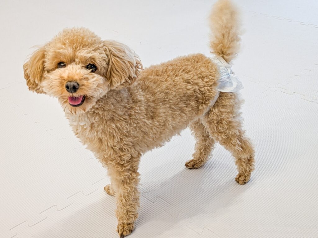 犬の尿失禁があるときの自宅でのケアと受診の目安