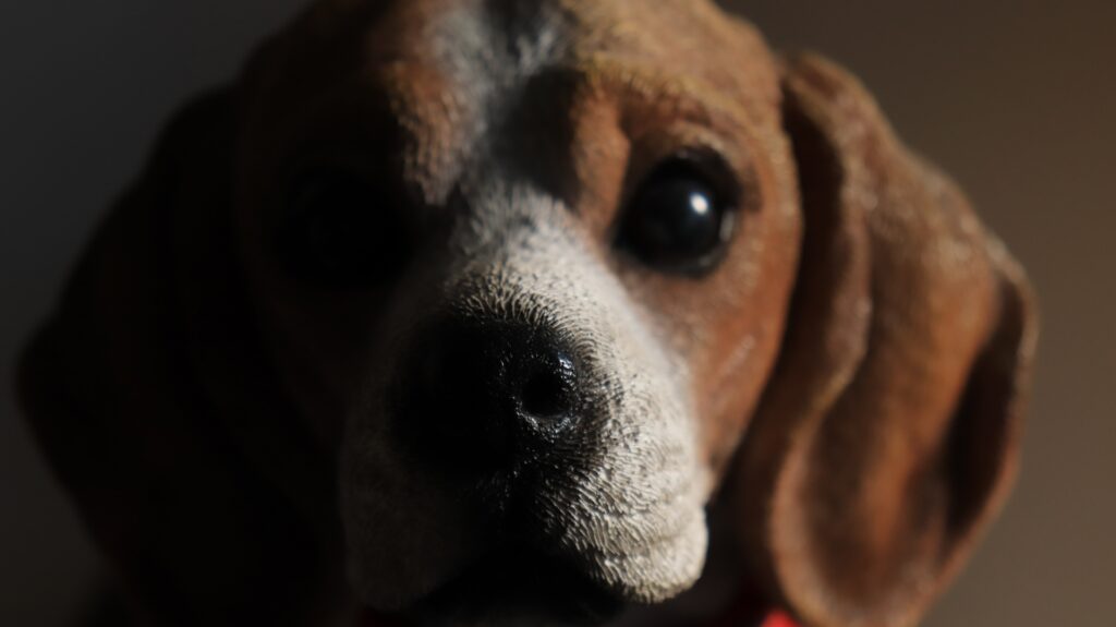 犬のドライアイの症状