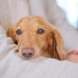 ペットの体調が悪いとき、動物病院に行くタイミングはいつ？受診を検討したい症状や準備を解説