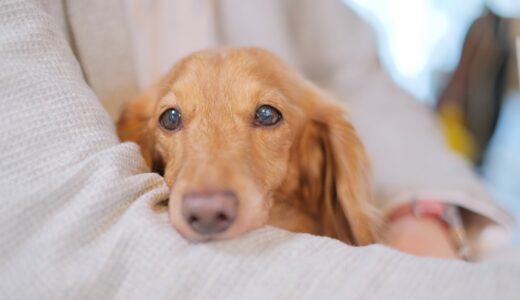 ペットの体調が悪いとき、動物病院に行くタイミングはいつ？受診を検討したい症状や準備を解説