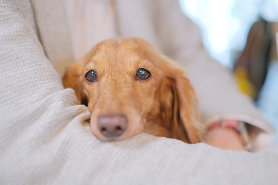 ペットの体調が悪いとき、動物病院に行くタイミングはいつ？受診を検討したい症状や準備を解説