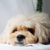 犬の尿失禁はなぜ起こる？原因や動物病院での検査・治療、自宅でのケアを解説