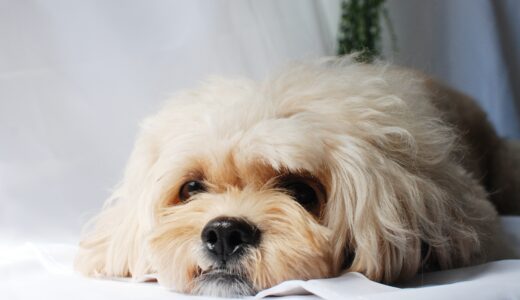 犬の尿失禁はなぜ起こる？原因や動物病院での検査・治療、自宅でのケアを解説