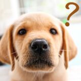 犬のドライアイはどのような症状が出る？原因や治療方法、自宅でのケアを解説