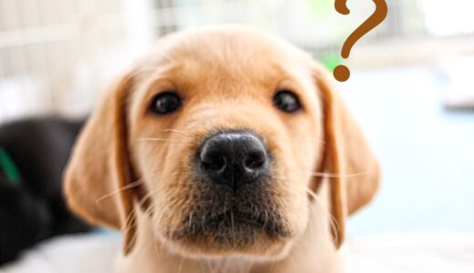 犬のドライアイはどのような症状が出る？原因や治療方法、自宅でのケアを解説