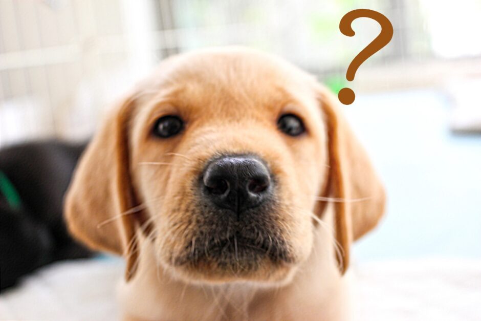 犬のドライアイはどのような症状が出る？原因や治療方法、自宅でのケアを解説