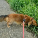 犬の拾い食いはしつけ教室で直せる？原因や家庭でできる対策も解説
