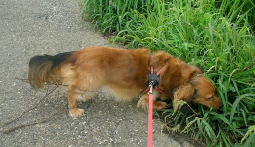 犬の拾い食いはしつけ教室で直せる？原因や家庭でできる対策も解説