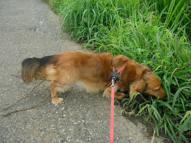 犬の拾い食いはしつけ教室で直せる？原因や家庭でできる対策も解説
