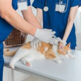 猫のワクチンは動物病院でいつ受ける？種類や接種時期、注意点を解説