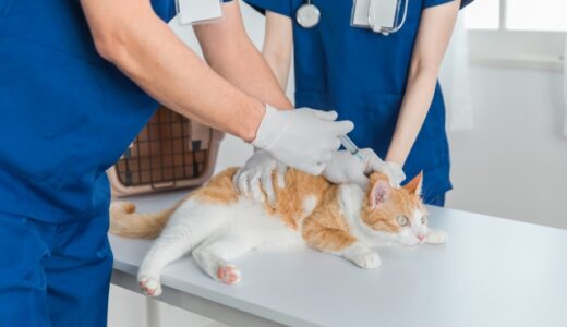 猫のワクチンは動物病院でいつ受ける？種類や接種時期、注意点を解説