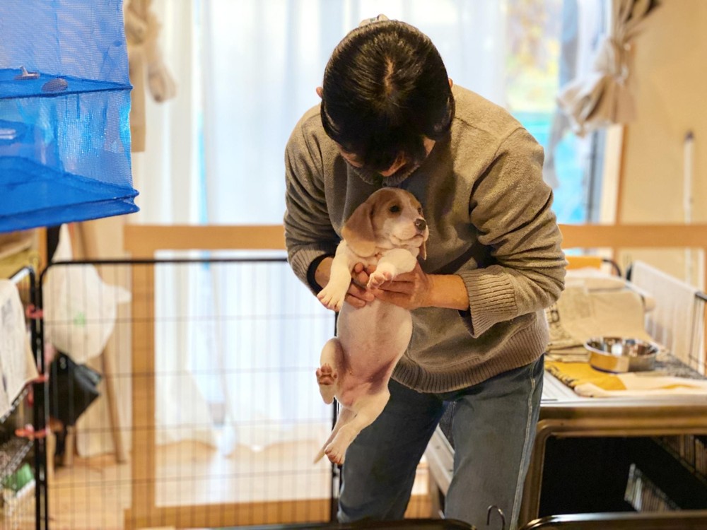 発情期の犬にみられる主な特徴