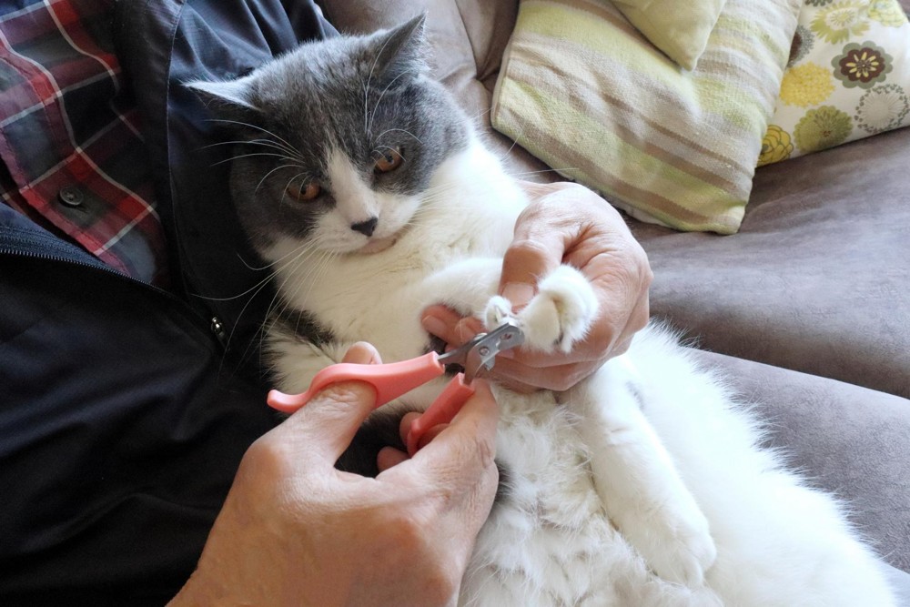発情期の猫に見られる主な特徴