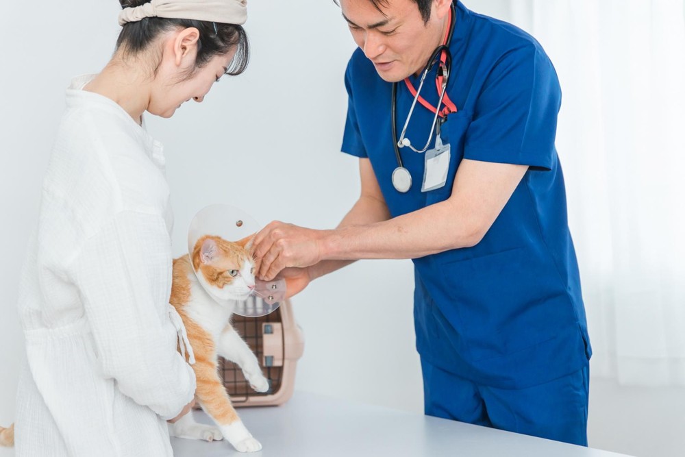 発情期の猫に見られる主な特徴