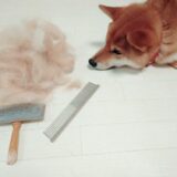 心臓病の犬はトリミングしても大丈夫？考えられるリスクや負担を減らす方法を解説