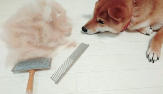 心臓病の犬はトリミングしても大丈夫？考えられるリスクや負担を減らす方法を解説