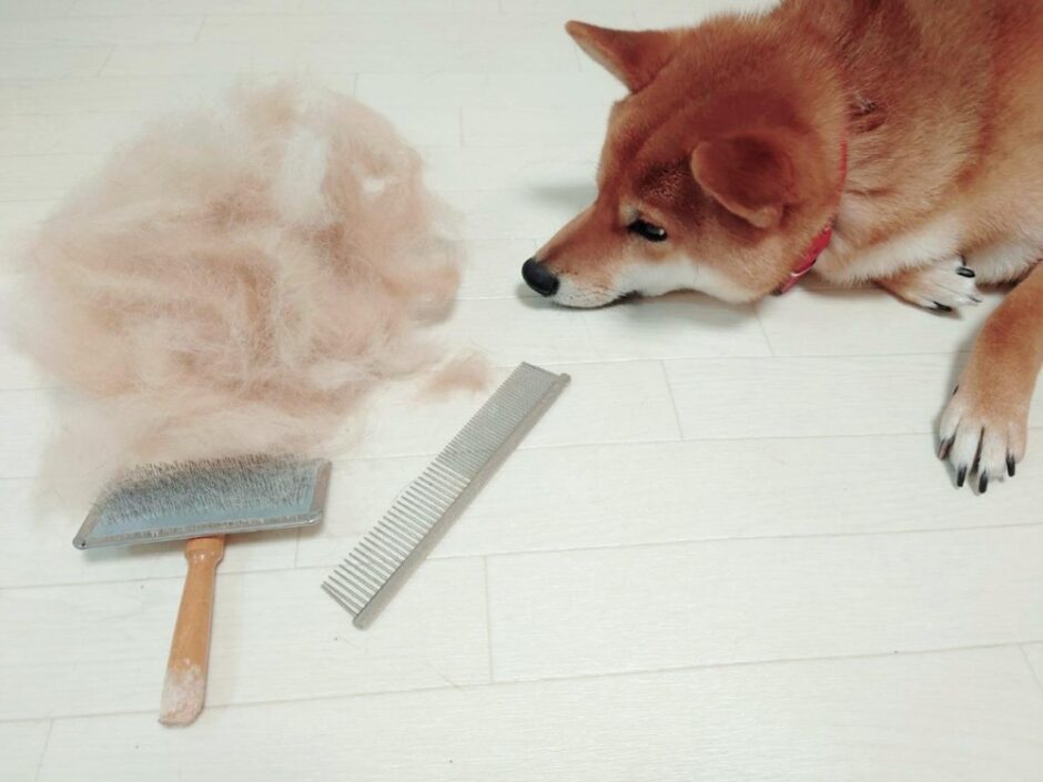 心臓病の犬はトリミングしても大丈夫？考えられるリスクや負担を減らす方法を解説