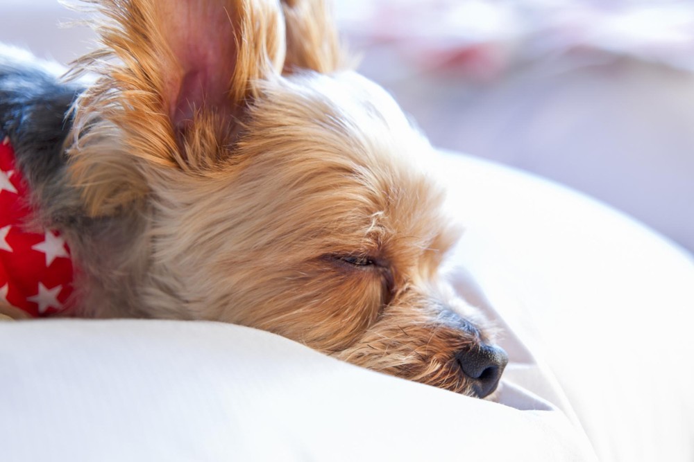 心臓病の犬はトリミングしても大丈夫？
