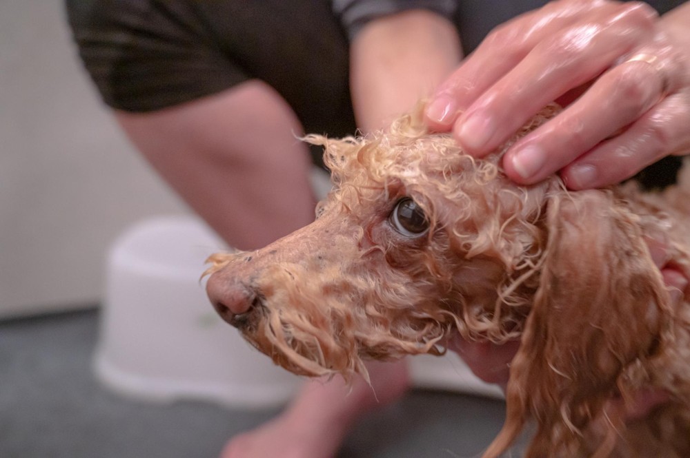 心臓病の犬によくみられる症状