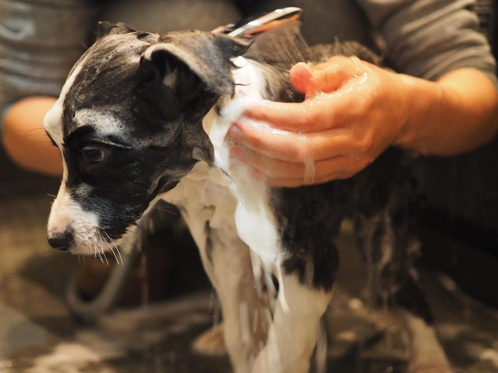 心臓病の犬に負担となる可能性があるトリミングの工程