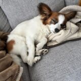 犬が目をしょぼしょぼさせる原因は？受診の目安を解説