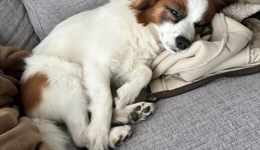 犬が目をしょぼしょぼさせる原因は？受診の目安を解説