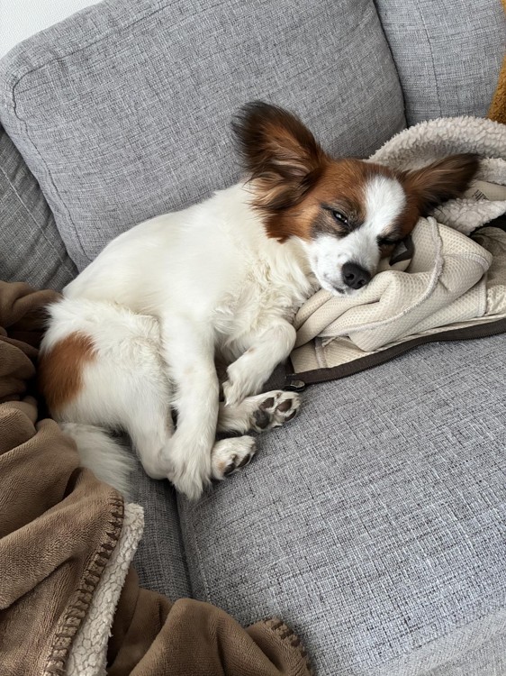 犬が目をしょぼしょぼさせる原因は？受診の目安を解説