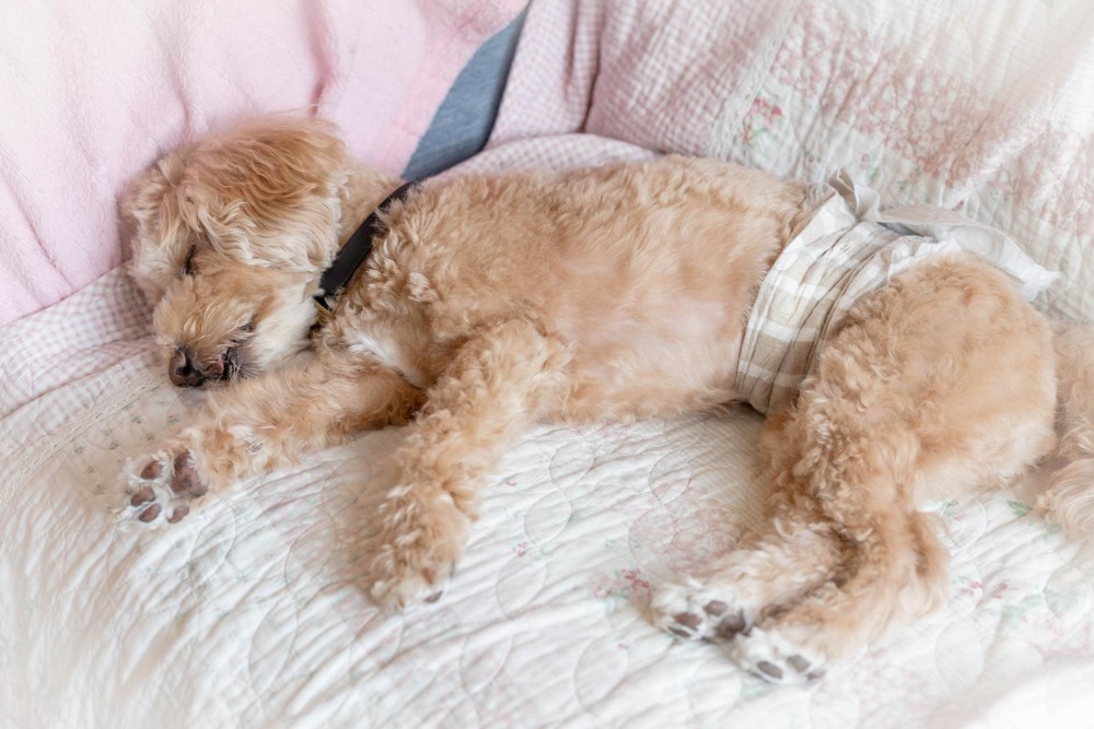 犬が目をしょぼしょぼさせる主な原因