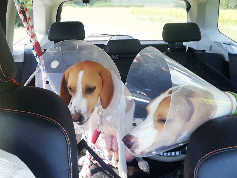 犬が目をしょぼしょぼさせるときに確認したい症状