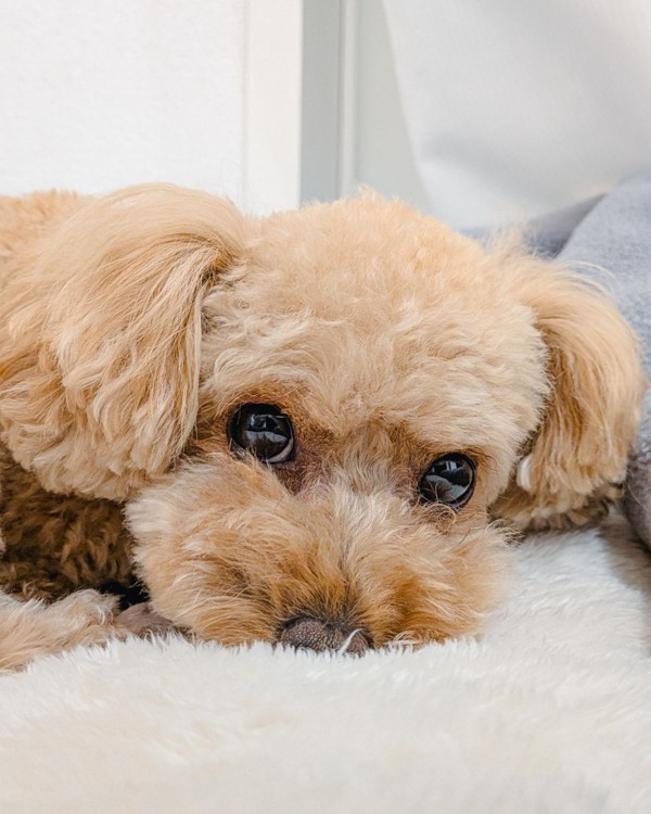 犬が目をしょぼしょぼさせるときに確認したい症状
