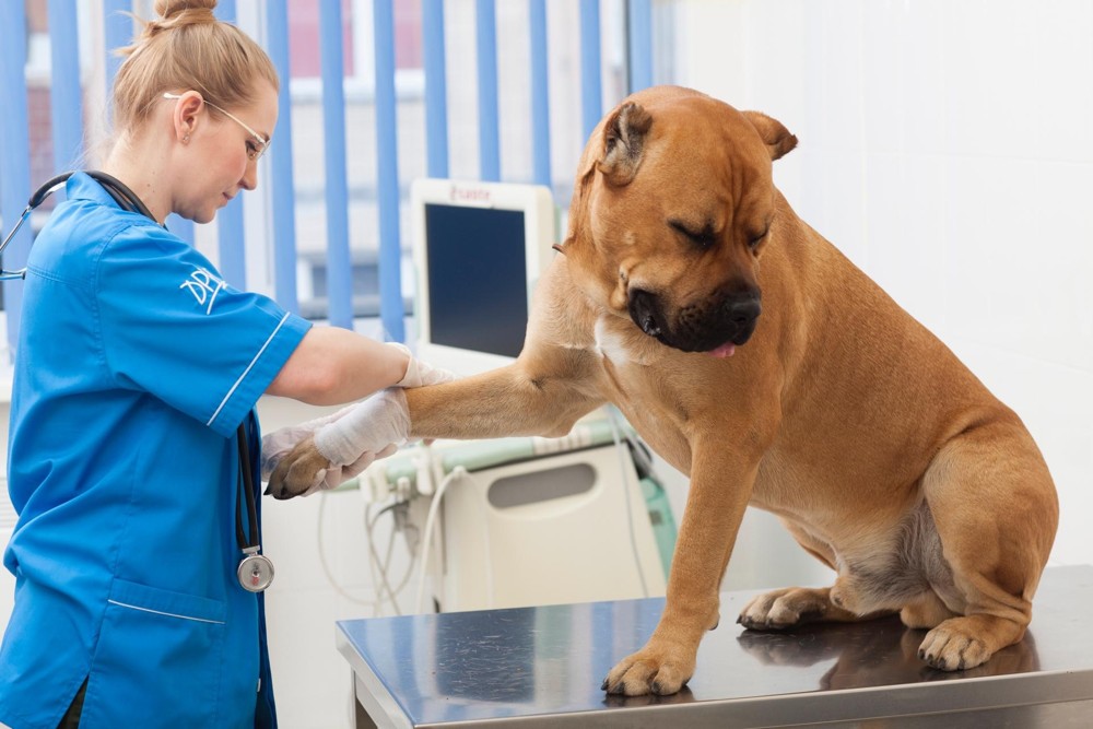 犬の目の異常を見つけたら何を記録しておく？