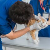 犬・猫のかかりつけ動物病院の選び方｜後悔しないために確認したい基準