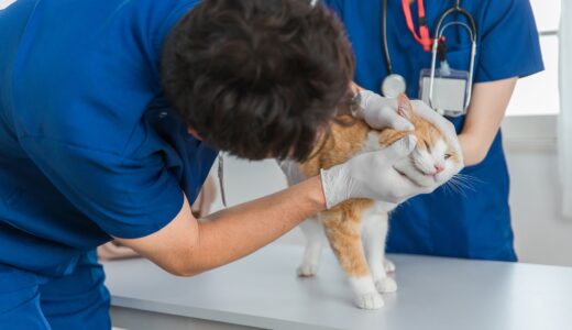 犬・猫のかかりつけ動物病院の選び方｜後悔しないために確認したい基準