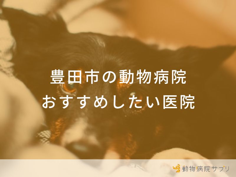 【2024年】豊田市の動物病院 おすすめしたい６医院